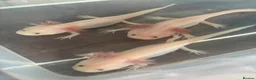 Axolotl reptiles for sale: Beautiful Axelotl  - Advert 2