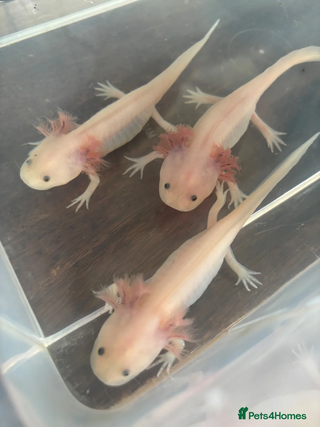 Axolotl reptiles for sale: Beautiful Axelotl  - Advert 2