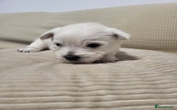 West Highland Terrier dogs for sale: KC pedigree West Highland Terrier puppies  - Image 7