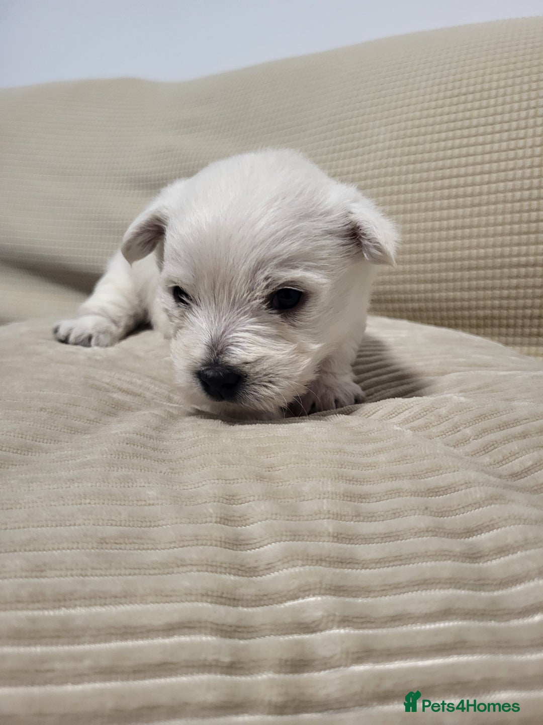 West Highland Terrier dogs for sale: KC pedigree West Highland Terrier puppies  - Image 7