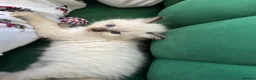 Ragdoll cats for sale: GCCF REG RAGDOLL KITTENS LILAC CHOC SEAL  - Advert 28