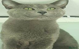 Russian Blue cats for sale: Beautiful Russian blue kittens  - Image 8
