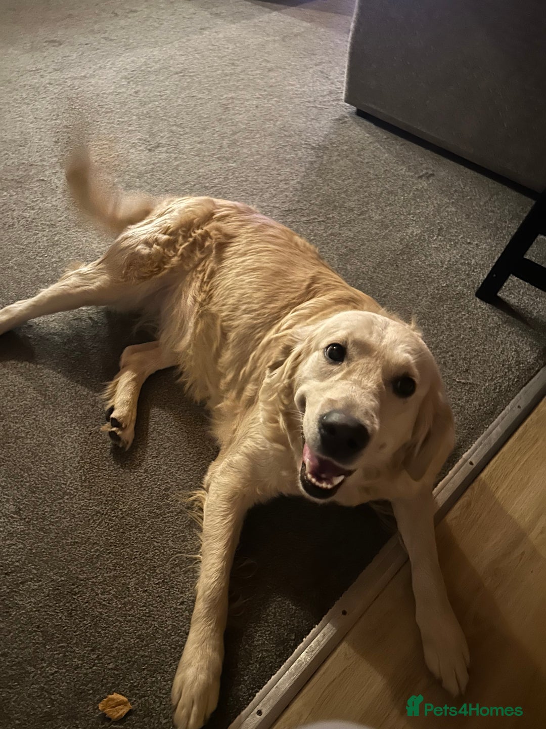 Goldendoodle dogs for sale: F1 golden doodle - Advert 1