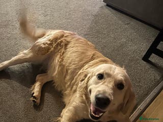 Goldendoodle dogs F1 golden doodle - Advert 17