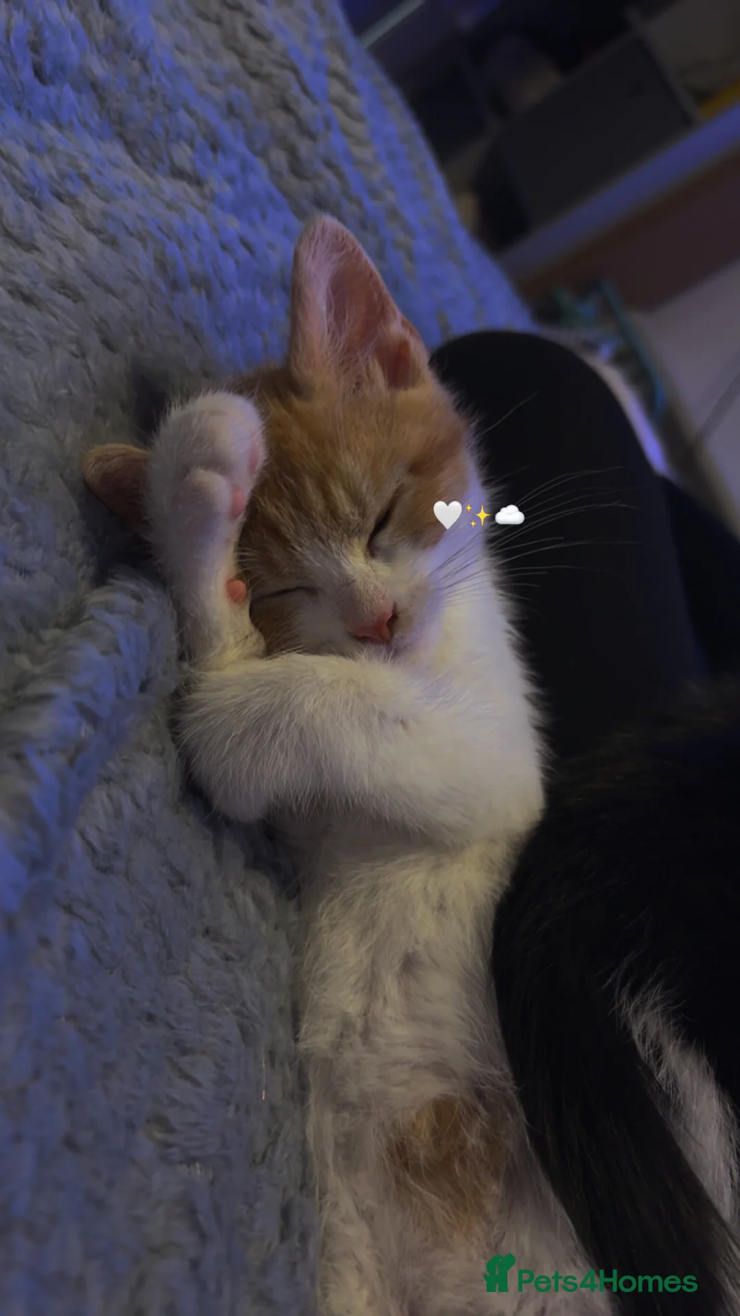 Mixed Breed cats for sale: Ninja & Nala  - Advert 3