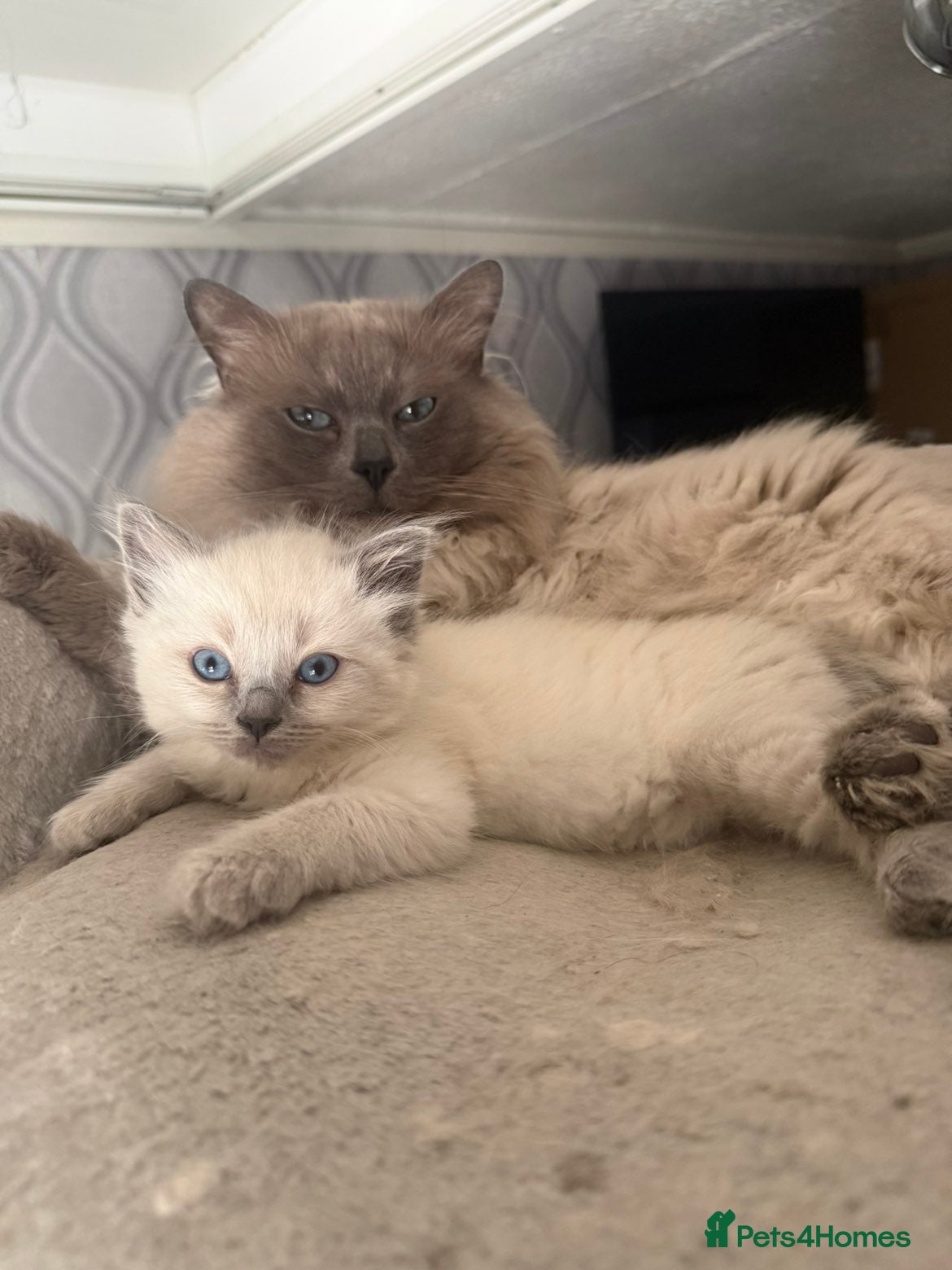 Ragdoll cats 2 girls 1 boy left  Ragdoll kittens for sale  - Advert 1