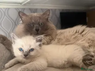 Ragdoll cats 2 girls 1 boy left Ragdoll kittens for sale - Advert 1