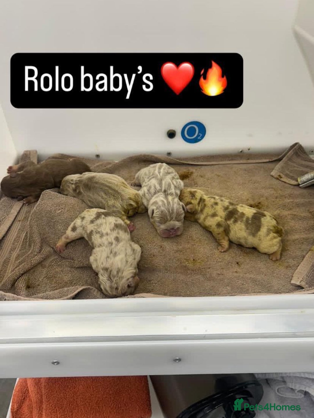 English Bulldog dogs for stud: Chocolate Merle stud English bulldog - Advert 7