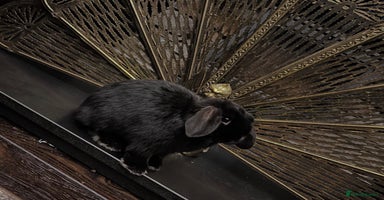 Mini Lop rabbits Mini lop sibling trio  - Advert 3