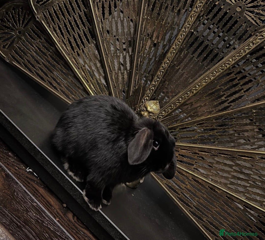 Mini Lop rabbits for sale: Mini lop sibling trio  - Image 3