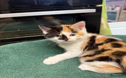 British Shorthair cats for sale: BRITISH BLUE X KITTENS - Image 15