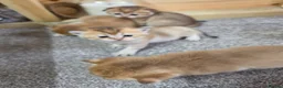 British Shorthair cats for sale: British Shorthair Golden Chinchilla Kittens - Advert 13