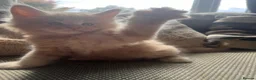 Maine Coon cats for sale: Mainecoon Kittens, ready 08/28! - Advert 36
