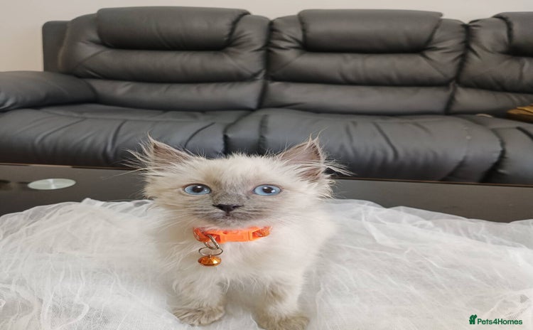 Ragdoll cats - Advert 13