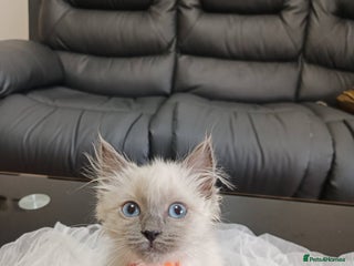 Ragdoll cats - Advert 10