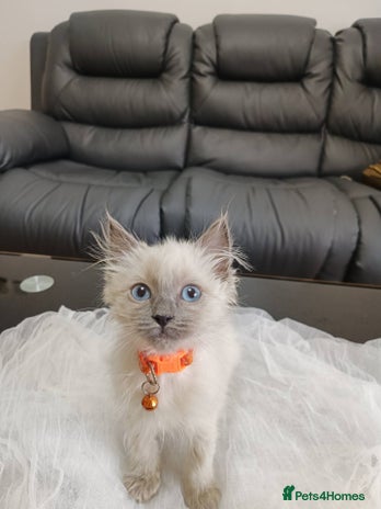 Ragdoll cats - Advert 15