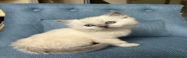 Ragdoll 4