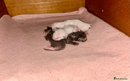 Ragdoll cats for sale: GCCF Ragdoll-Mix Kittens – Rare & Longhaired 🐾 - Image 14