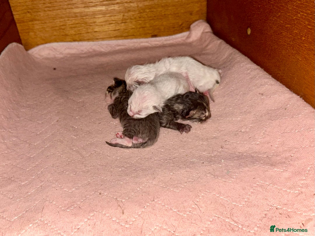 Ragdoll cats for sale: GCCF Ragdoll-Mix Kittens – Rare & Longhaired 🐾 - Image 14