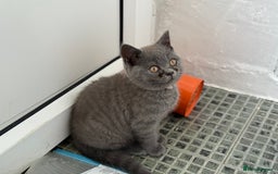 British Shorthair cats for sale: 🏡 Vaccinated Bsh kittens - GCCF parents - Image 8