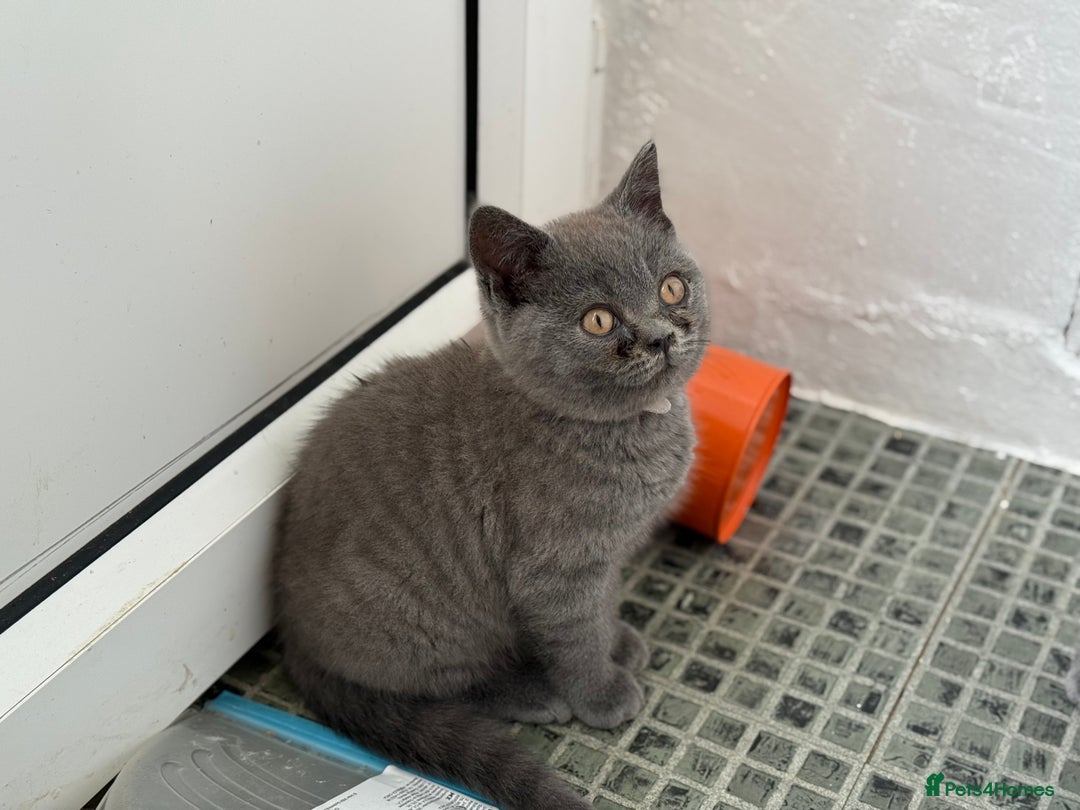 British Shorthair cats for sale: 🏡 Vaccinated Bsh kittens - GCCF parents - Image 8
