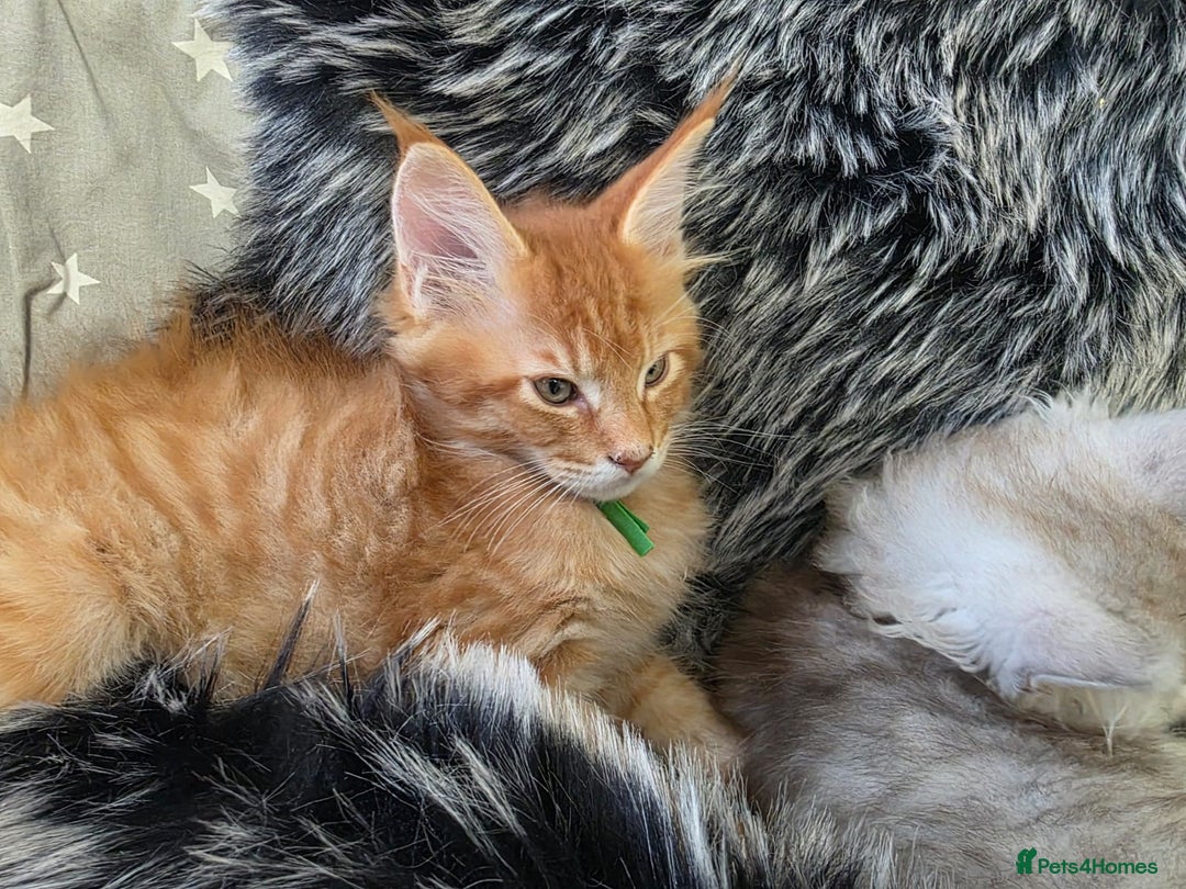 Maine Coon cats for sale: 💕💕💕5 Amazing Maine Coon kittens💕💕💕  - Image 34