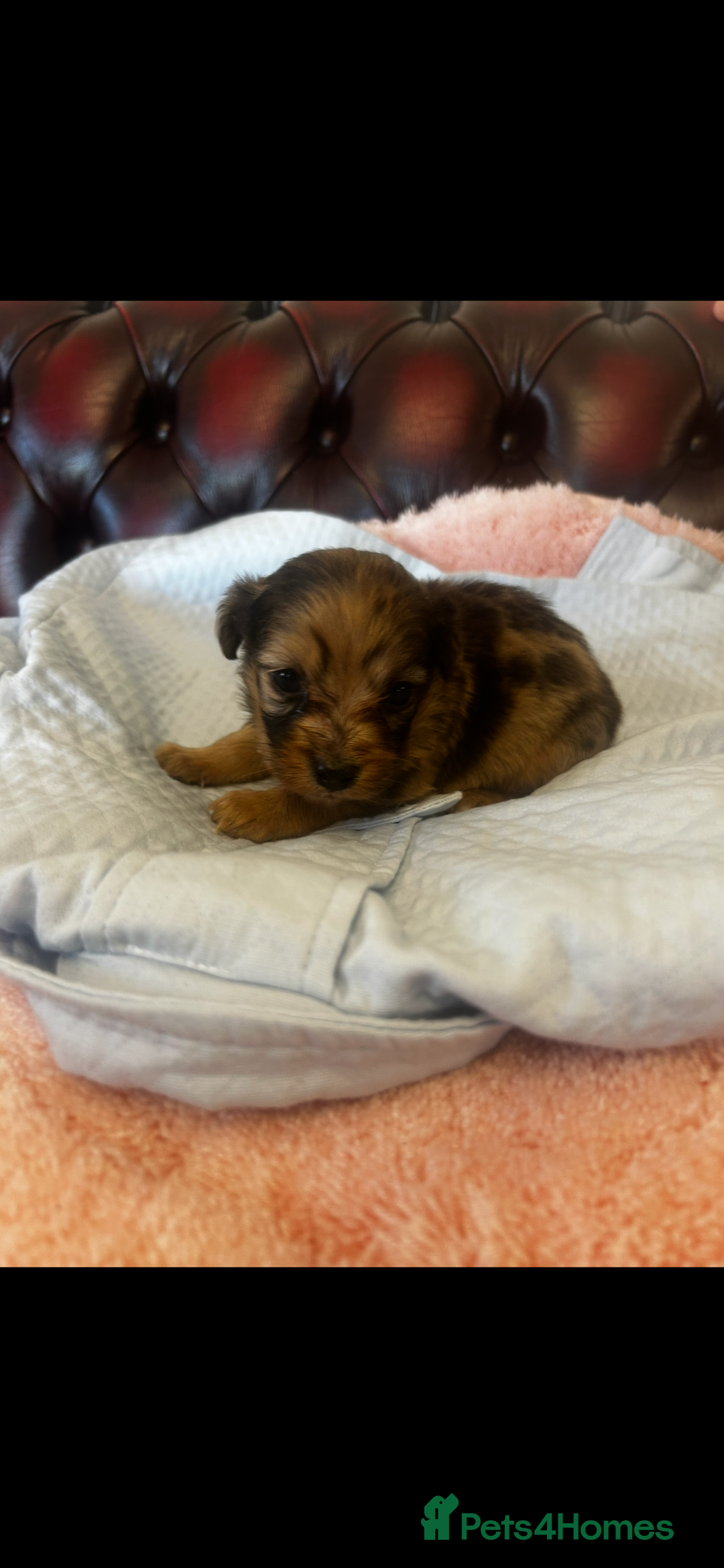 Miniature Dachshund dogs for sale: Miniature dachshund puppies - Advert 8