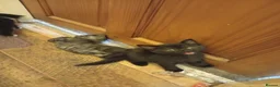 Bengal cats for sale: Kittens for sale  in Slough - Advert 4