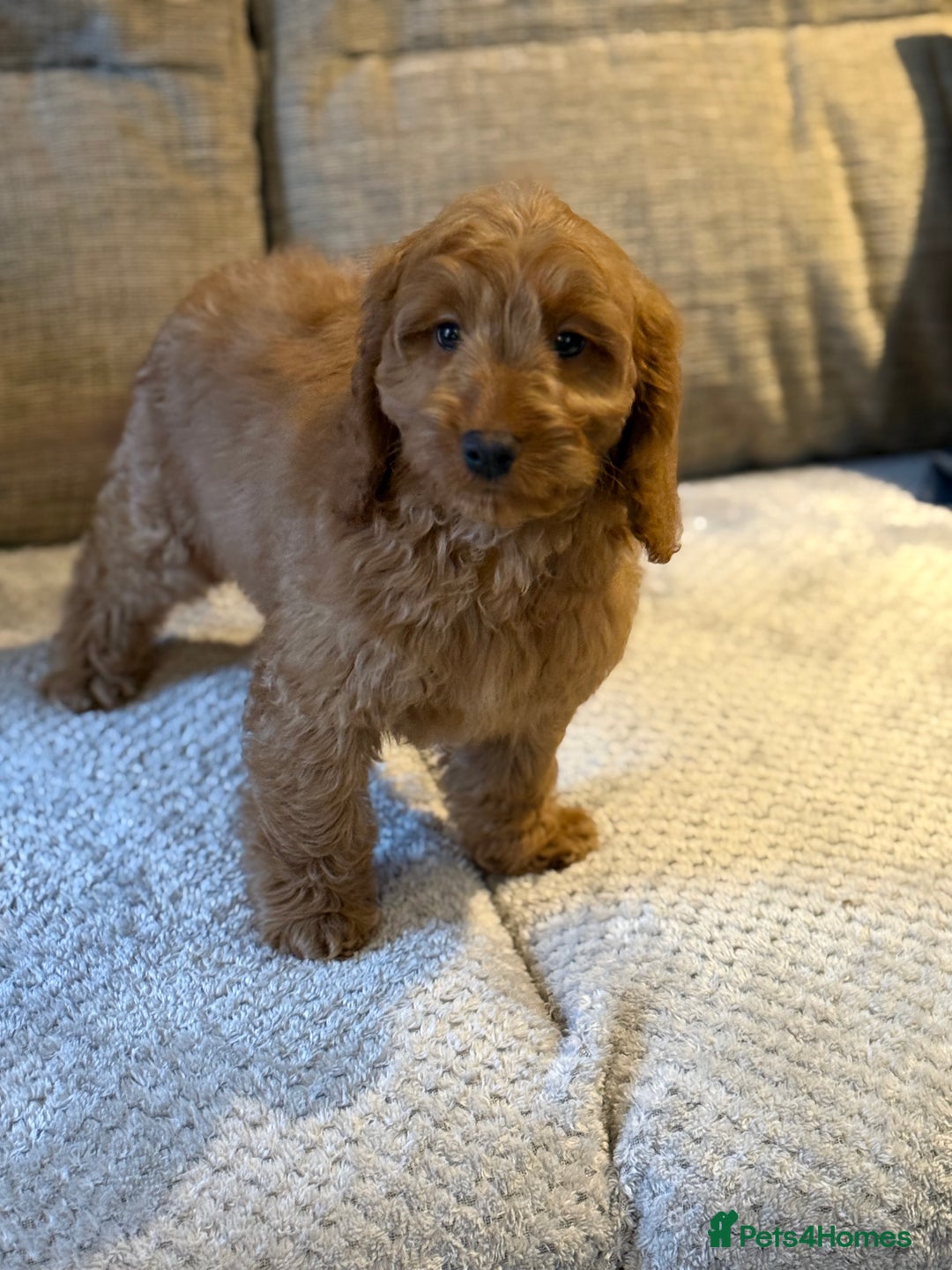 Cockapoo dogs for sale: Stunning Red F1 Cockapoo Girl fully vaccinated  - Advert 1