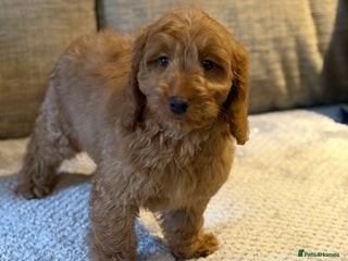Cockapoo dogs Stunning Red F1 Cockapoo Girl fully vaccinated - Advert 4