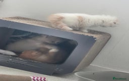 Scottish Fold cats for sale: Three stunning kittens - Image 10