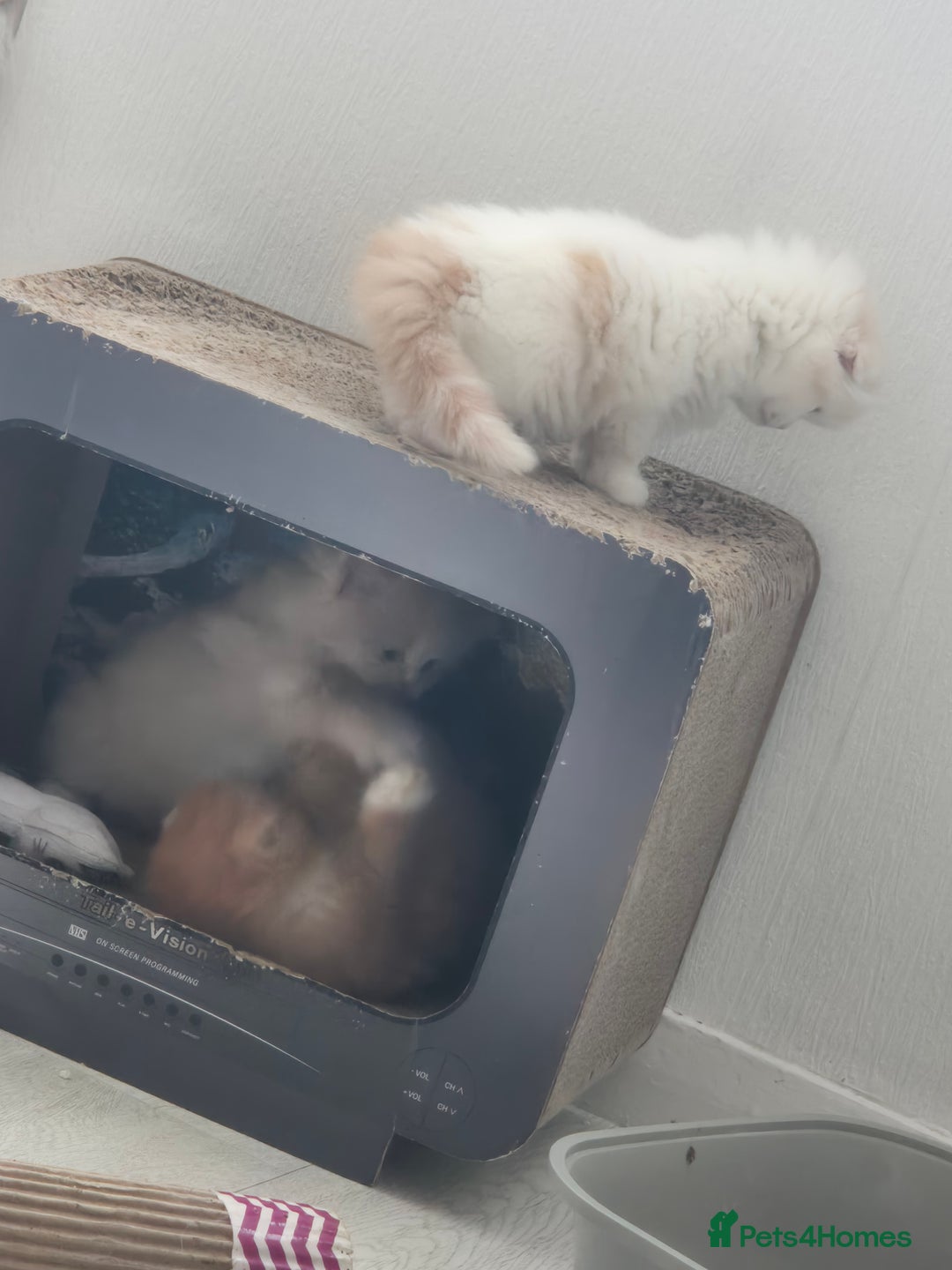 Scottish Fold cats for sale: Three stunning kittens - Image 10