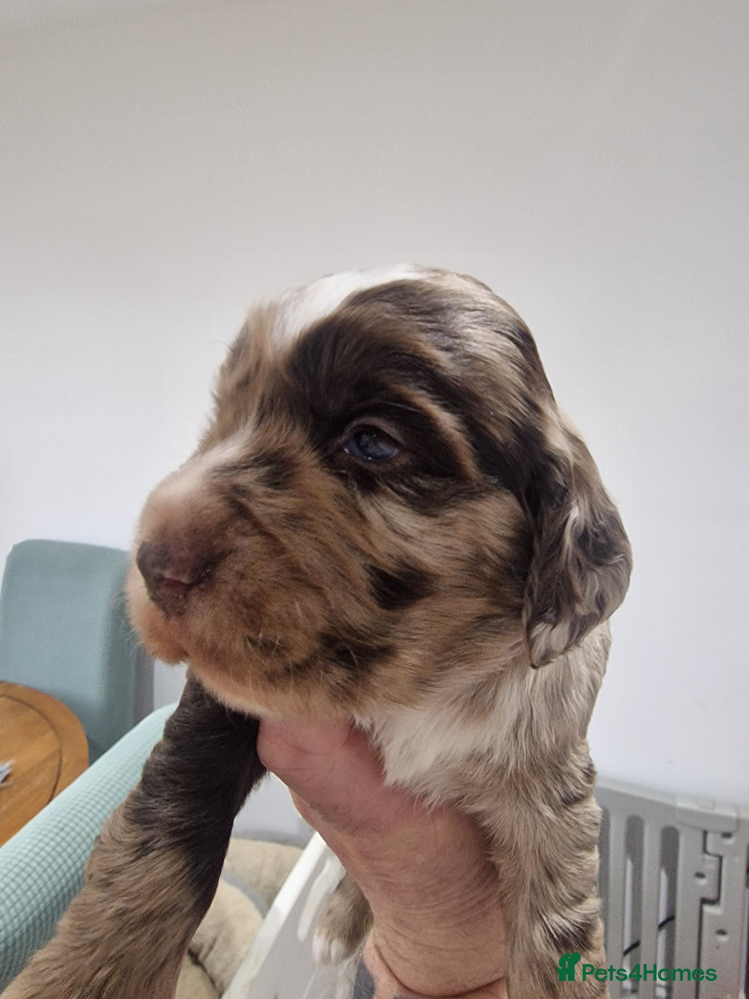 Cocker Spaniel dogs Stunning coloured merle working cocker spaniels  - Advert 2