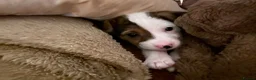 Jack Russell dogs for sale: Jack Russel puppy - Advert 5