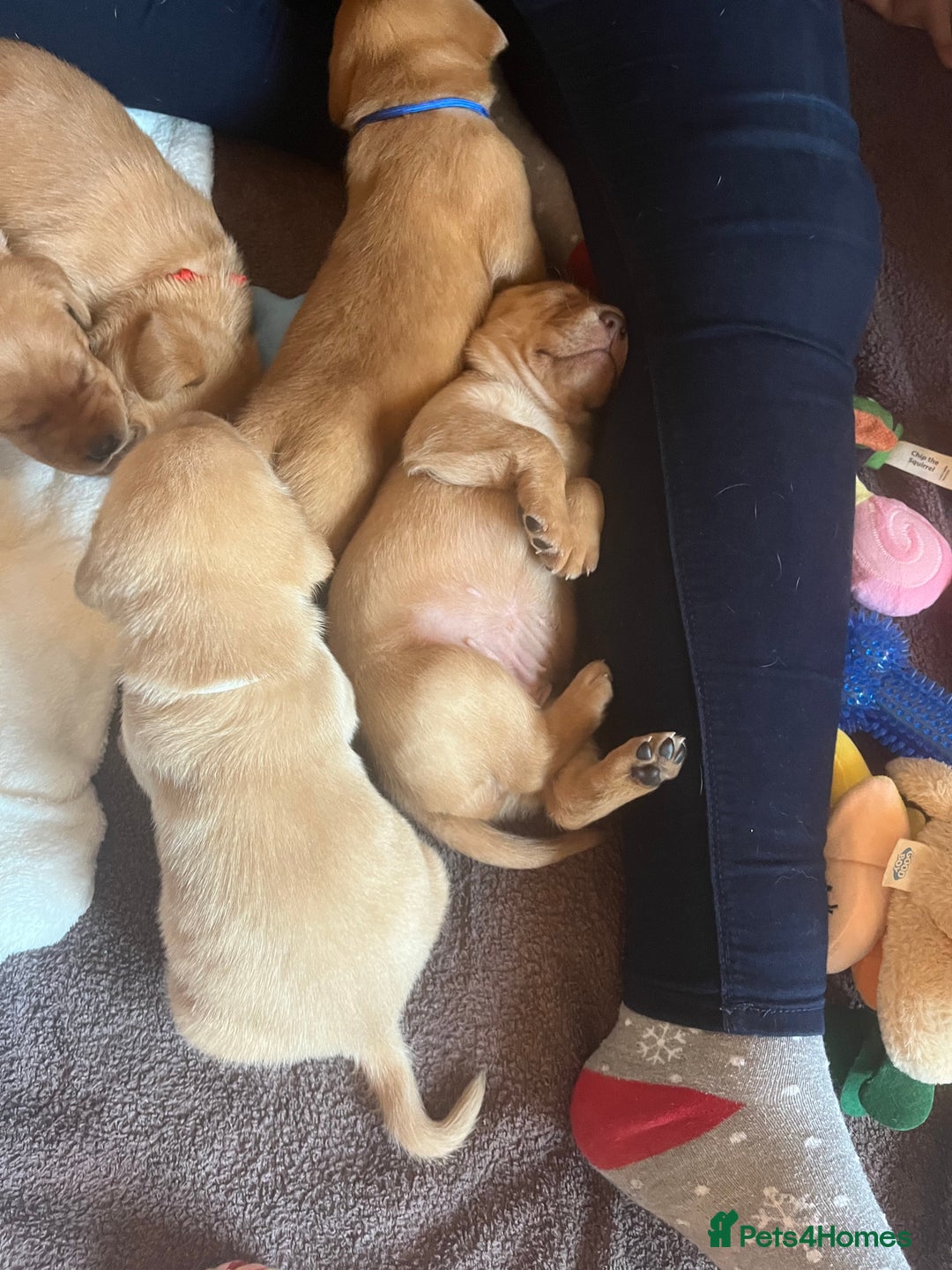 Labrador Retriever dogs for sale: Fox Red / yellow Labrador puppies for sale - Image 16