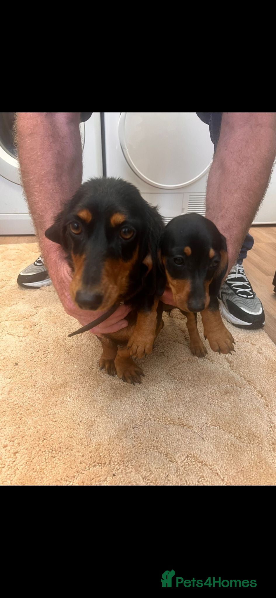 Dachshund dogs Beautiful puos - Advert 3
