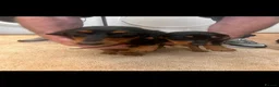 Dachshund dogs for sale: Beautiful puos - Advert 1