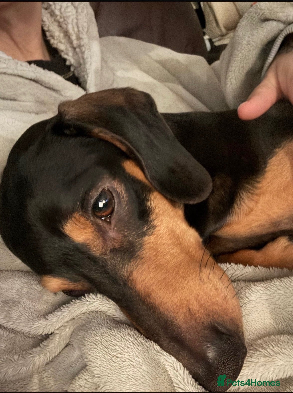 Miniature Dachshund dogs Harry’s Lad , True miniature    - Advert 7