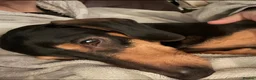 Miniature Dachshund dogs for stud: Harry’s Lad , True miniature    - Advert 1