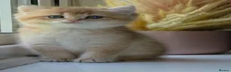 British Shorthair cats for sale: Rare stunning GCCF Golden British Shorthair Kitten - Advert 4