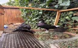 Pigeons birds for sale:  £30-£60. - Image 4