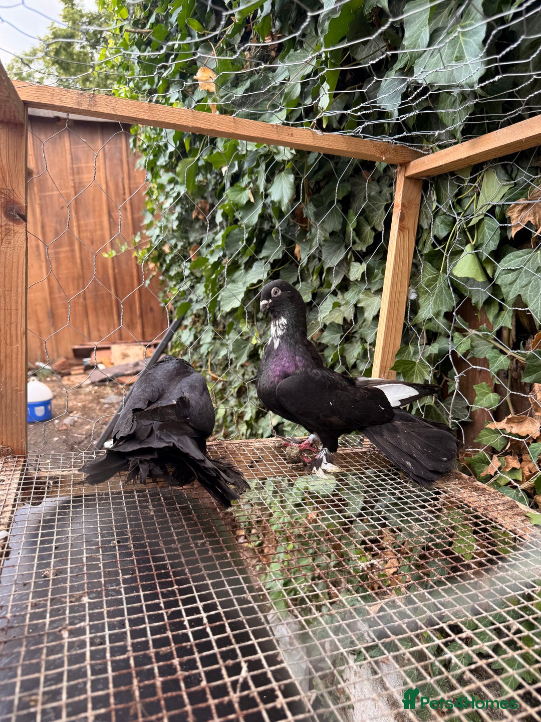 Pigeons birds for sale:  £30-£60. - Image 4