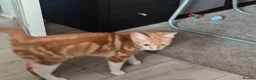 Mixed Breed cats for sale: Tabby kitten with everything you need  in Sheffield - Advert 6