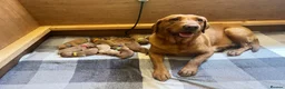 Labrador Retriever dogs for sale: CLOSED - Fox Red Labrador puppies.  - Advert 1
