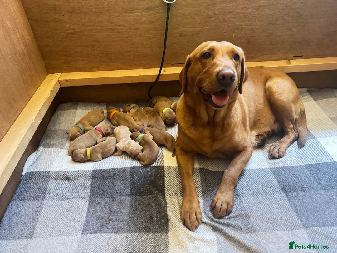 Labrador Retriever dogs for sale: CLOSED - Fox Red Labrador puppies.  - Advert 1