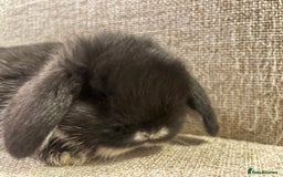 Mini Lop rabbits for sale: Healthy lovely bunny  - Advert 9