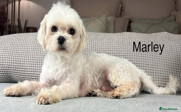 Maltese dogs - Advert 2
