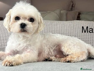 Maltese dogs - Advert 2