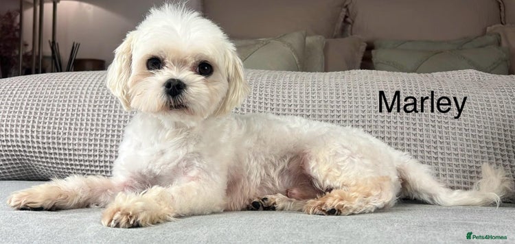 Maltese dogs - Advert 3