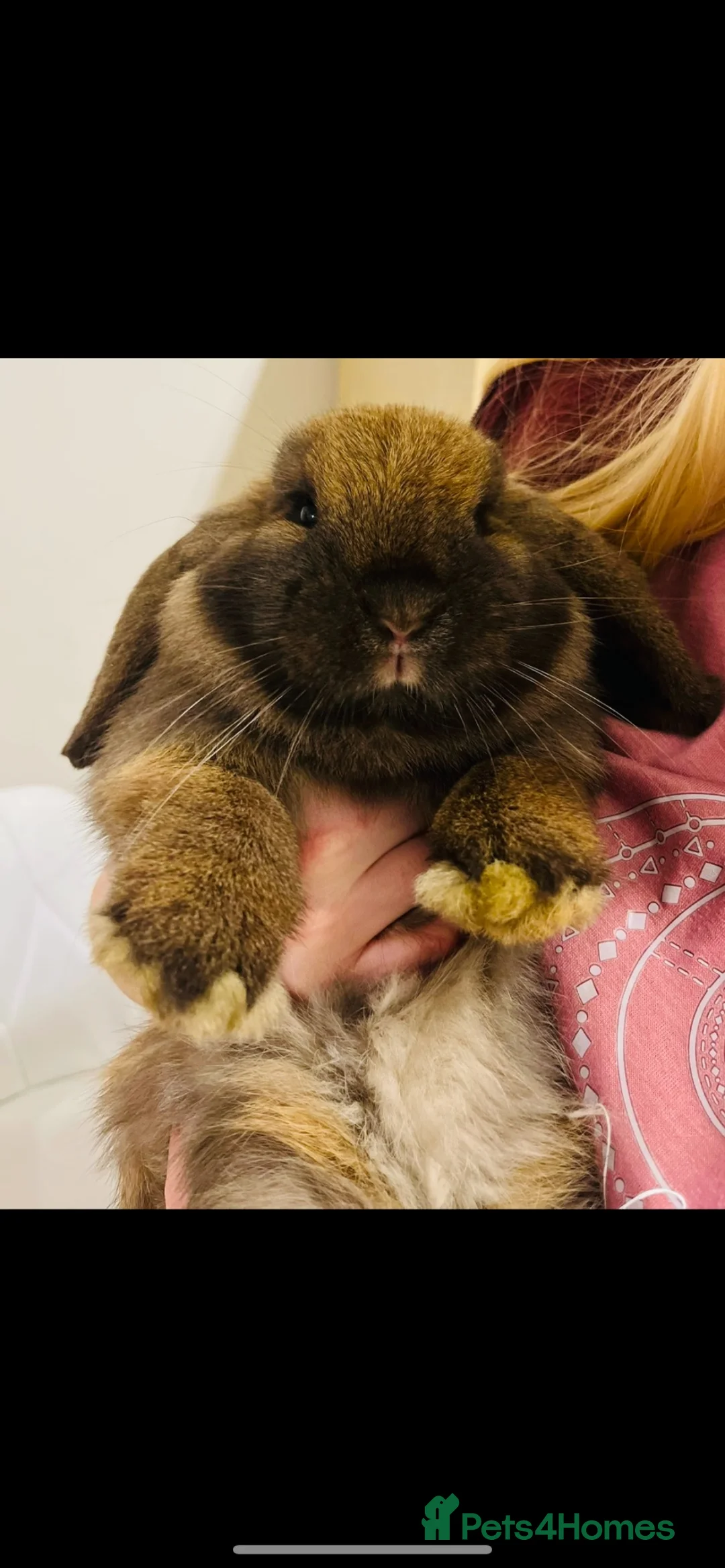 Mini Lop rabbits for sale: Mini lops - Baby’s  - Advert 1